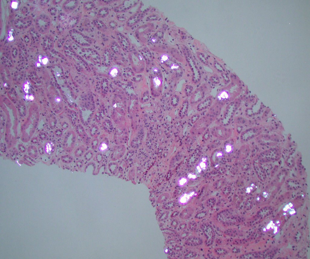 Jonathan Zuckerman MD PhD tweet media