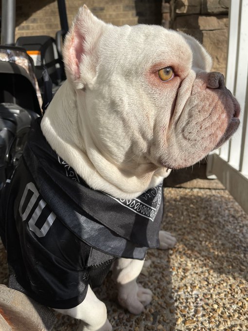 Best baby ever #Raiders https://t.co/2uZwSqcS5U<a href="/tag/raiders"class="tags">#Raiders</a>