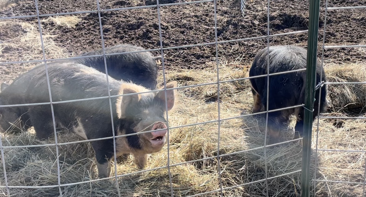 BaileySweet's tweet photo. It is piglet season and these mommas can’t wait to meet their babies😁.    We  can‘t  wait  either https://t.co/wb581w6b6g