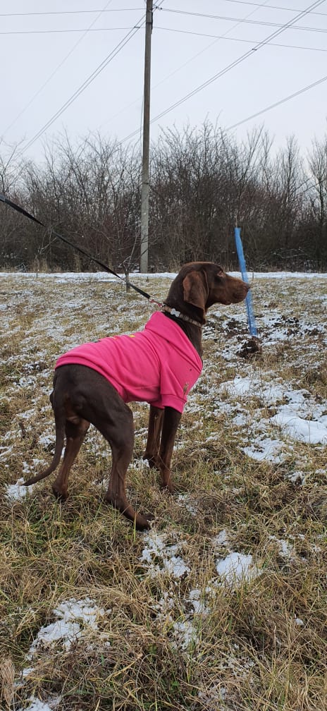 Tierfreunde Pirot tweet media