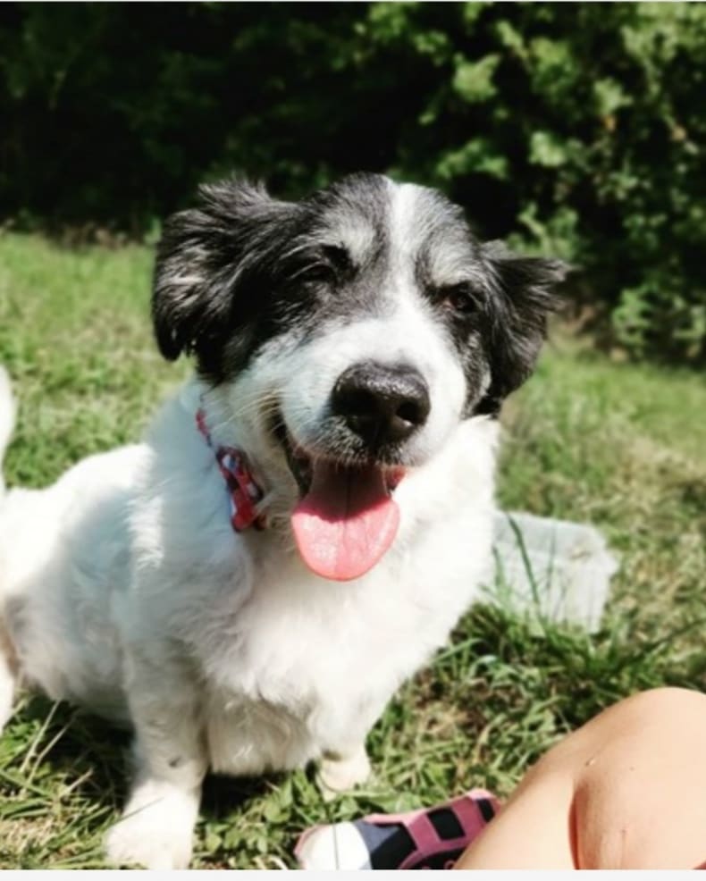 HelpForDogs1's tweet photo. Our wonderful supporter Katie is running for donations! Please head to the link below to help out! https://t.co/bCcUyraKB3 https://t.co/sx35jjttxQ
