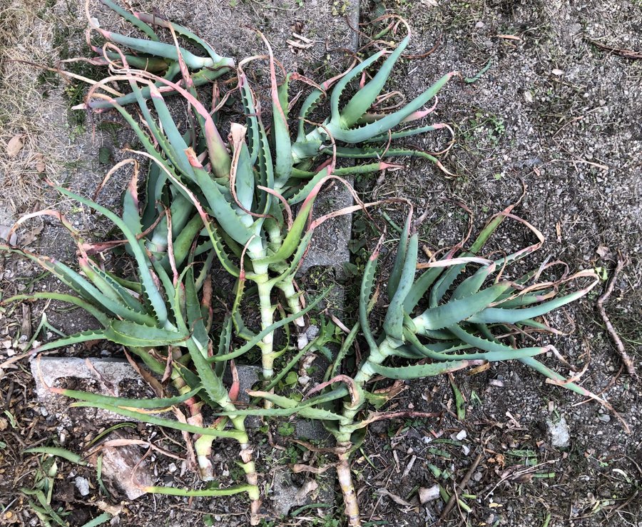 アロエは壁際に植えてはいけない 大きくなりすぎたアロエの植え替えの記録 ハーブと庭と健康と