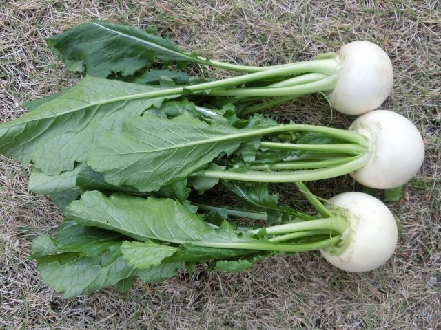 シェア畑 サポート付き貸し農園 カブの栽培のコツ 風通しが悪いと病害虫が発生しやすい為 間引きを必ず行って下さい 目安は 葉が重ならない程度 小まめに害虫のチェックをかかさずに行うことがポイント 害虫は葉裏に隠れていることが多いです