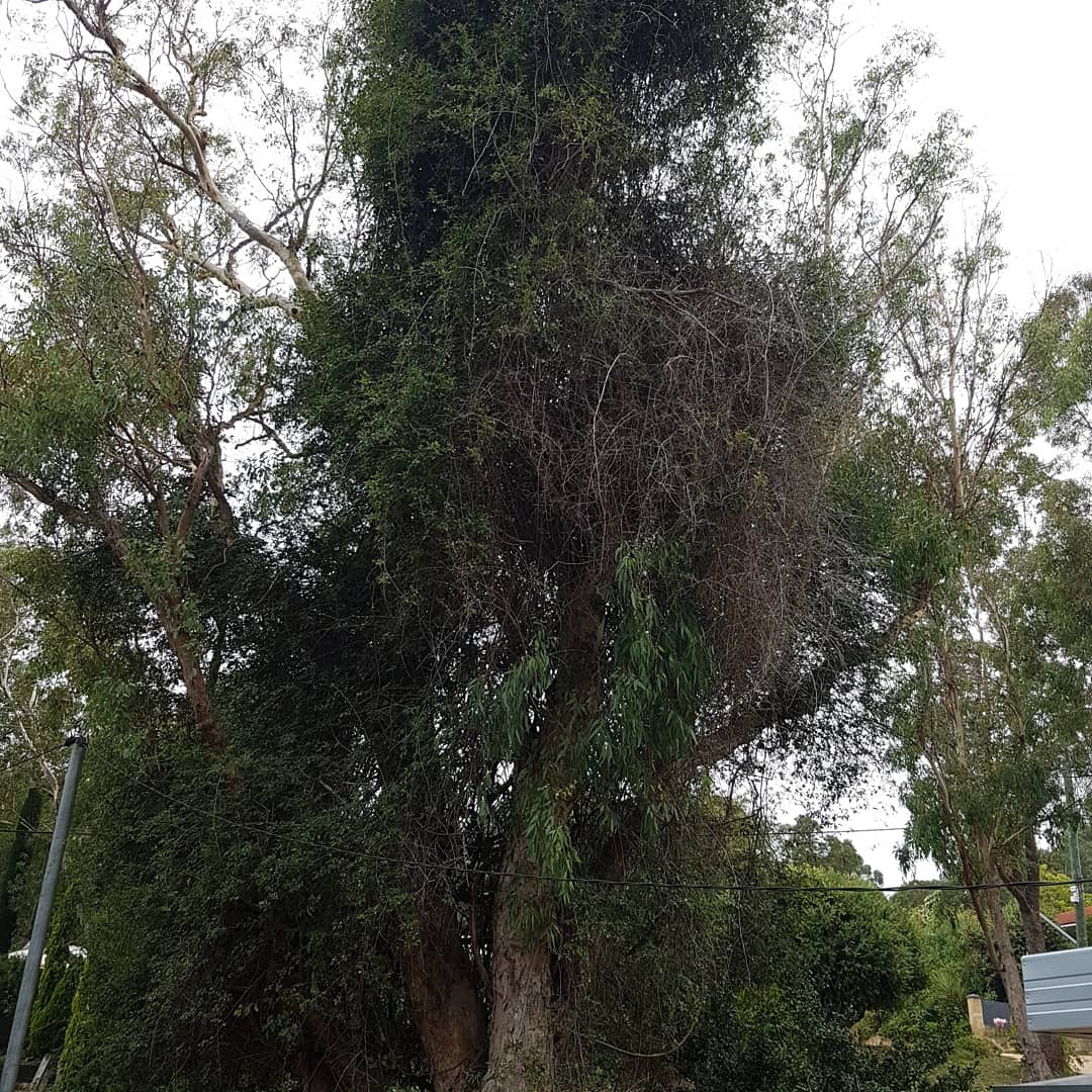 CPDTrees's tweet image. Under a grey sky we launched our bold offensive to liberate a noble flooded gum Eucalyptus rudis from the evil clutches of climbing rose.

I won&apos;t lie, there were times that our struggle appeared futile, but the brave three from CPD continued undeterred. 

Viva la Revolution!