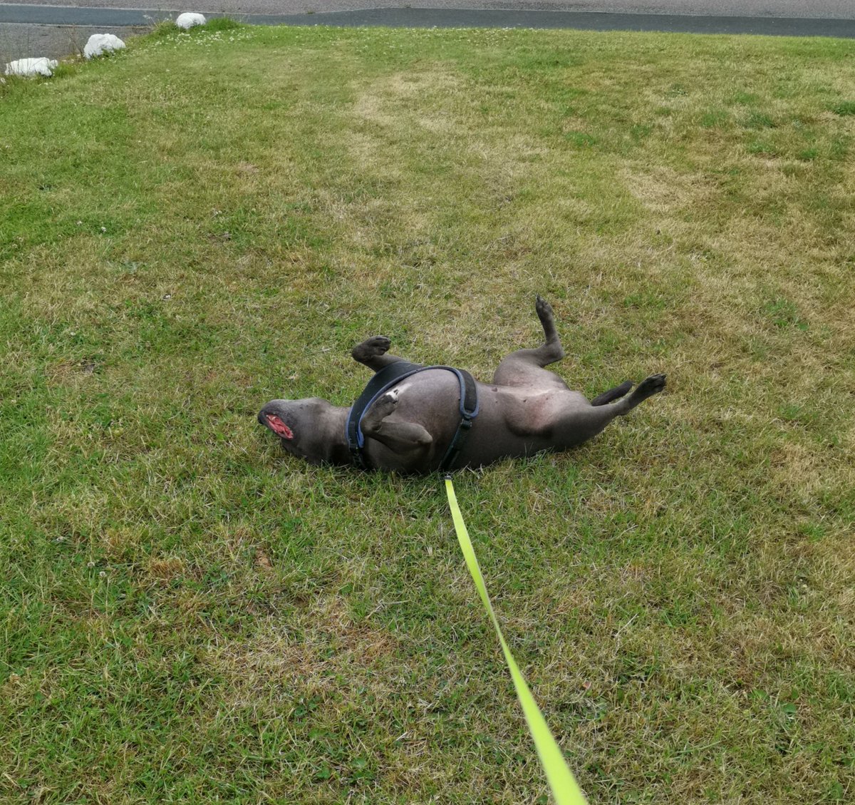 pickle*pooch tweet media