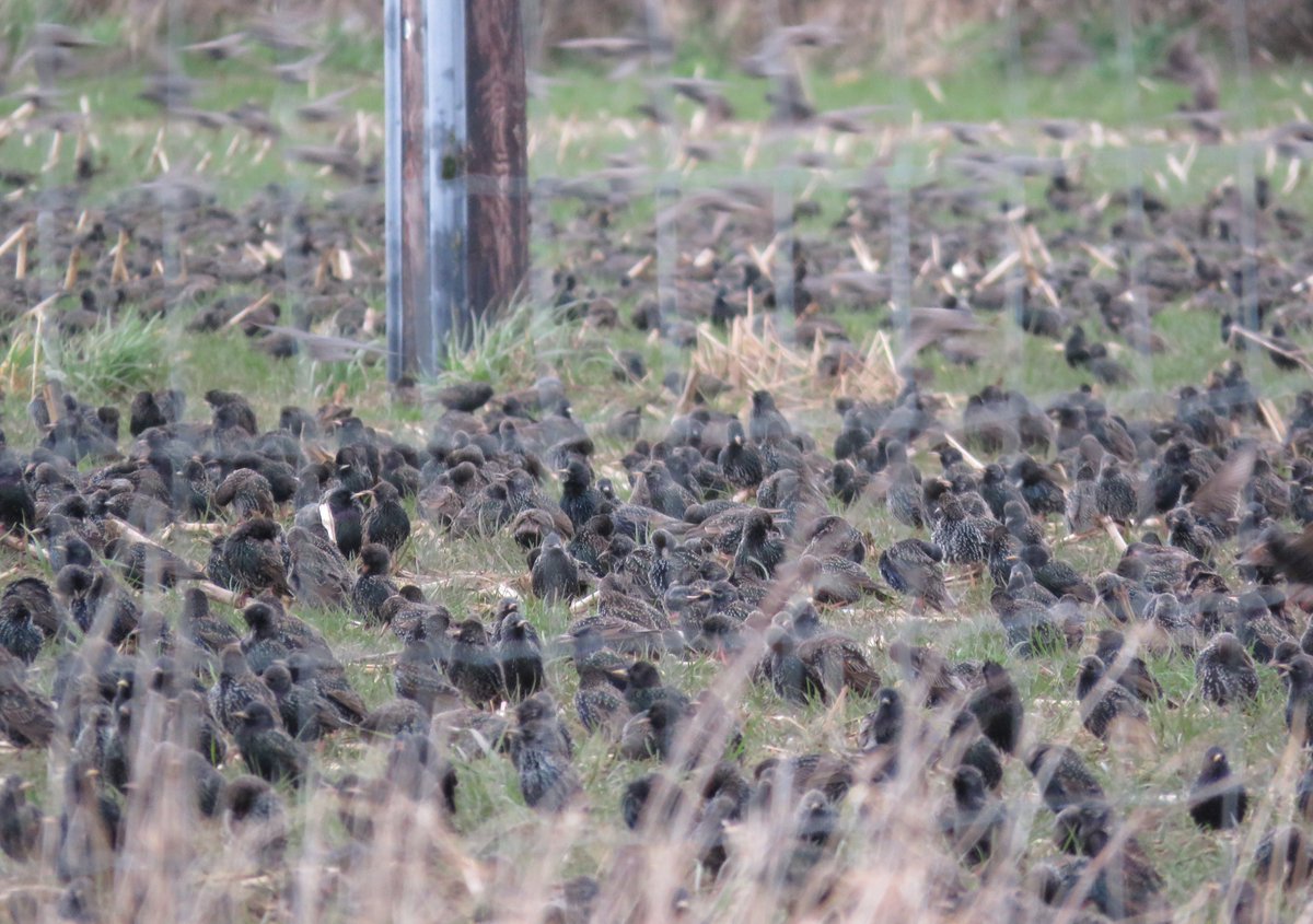 jcurtisart's tweet photo. Huge field of starlings yesterday as we drove home - this was taken through the rails of a large security gate (& wire fence beyond that). Predictably someone came to go through the security gate.... #FunnyLooks https://t.co/xCsRXuIskb