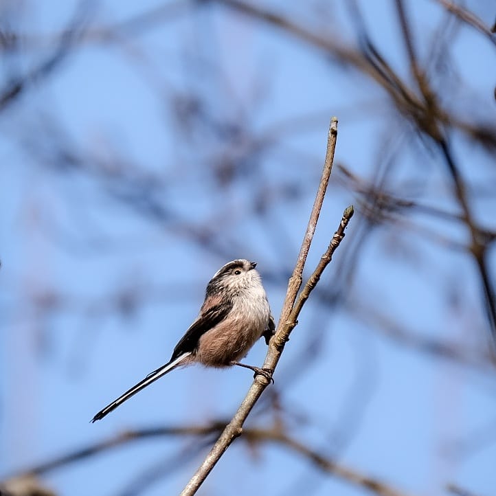 Long tailed tit on a cold Spring morning ☀️

#breakfastbirdwatch
#birdsseenin2021