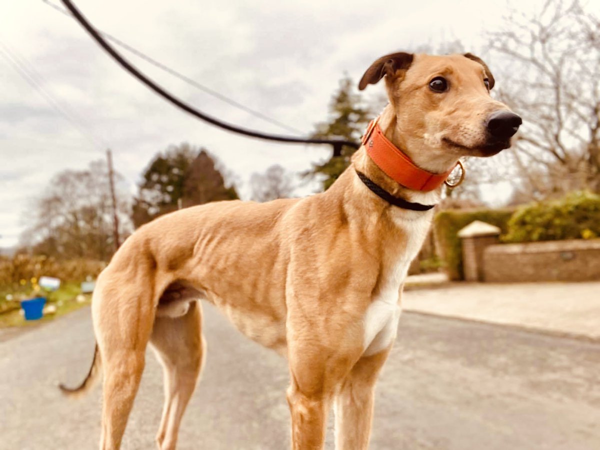 My #awesome Leo a 4 yr old retired racing greyhound <a href="/greyhoundtrust/">Greyhound Trust</a> #retiredracinggreyhound <a href="/kerry_mclean/">Kerry Mclean</a>