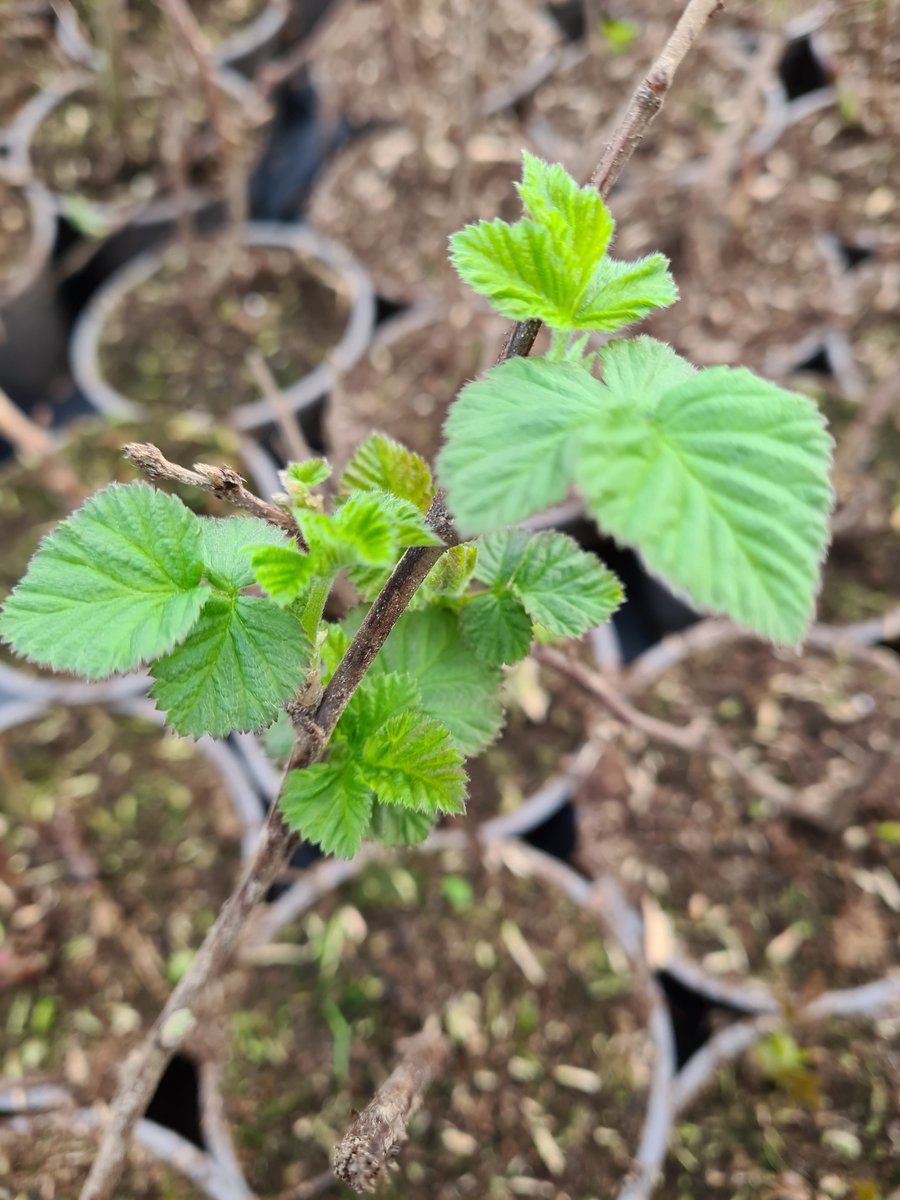 Plants365Ltd's tweet photo. Fresh examples of our lovely longberry plants!
It’s a fun story that the longberries are actually an accident of berry breeding by James Harvey Logan, for whom they are named. Nowadays they are cultivated commercially and by gardeners.
#longberry
#Plants365
#Plants365portfolio https://t.co/LmvgtQKR1B