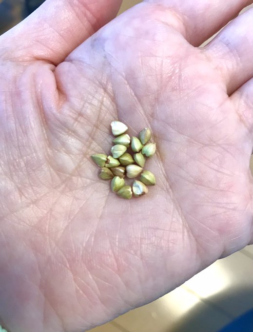 蕎麦の実のtwitterイラスト検索結果