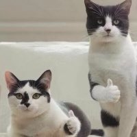 Котик показывает лайк