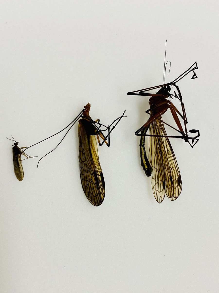 Three families of Mecoptera collected in one day in the Australian Alps. Nannochoristidae, Choristidae and Bittacidae, l to r. How many other places in the world can u do that?