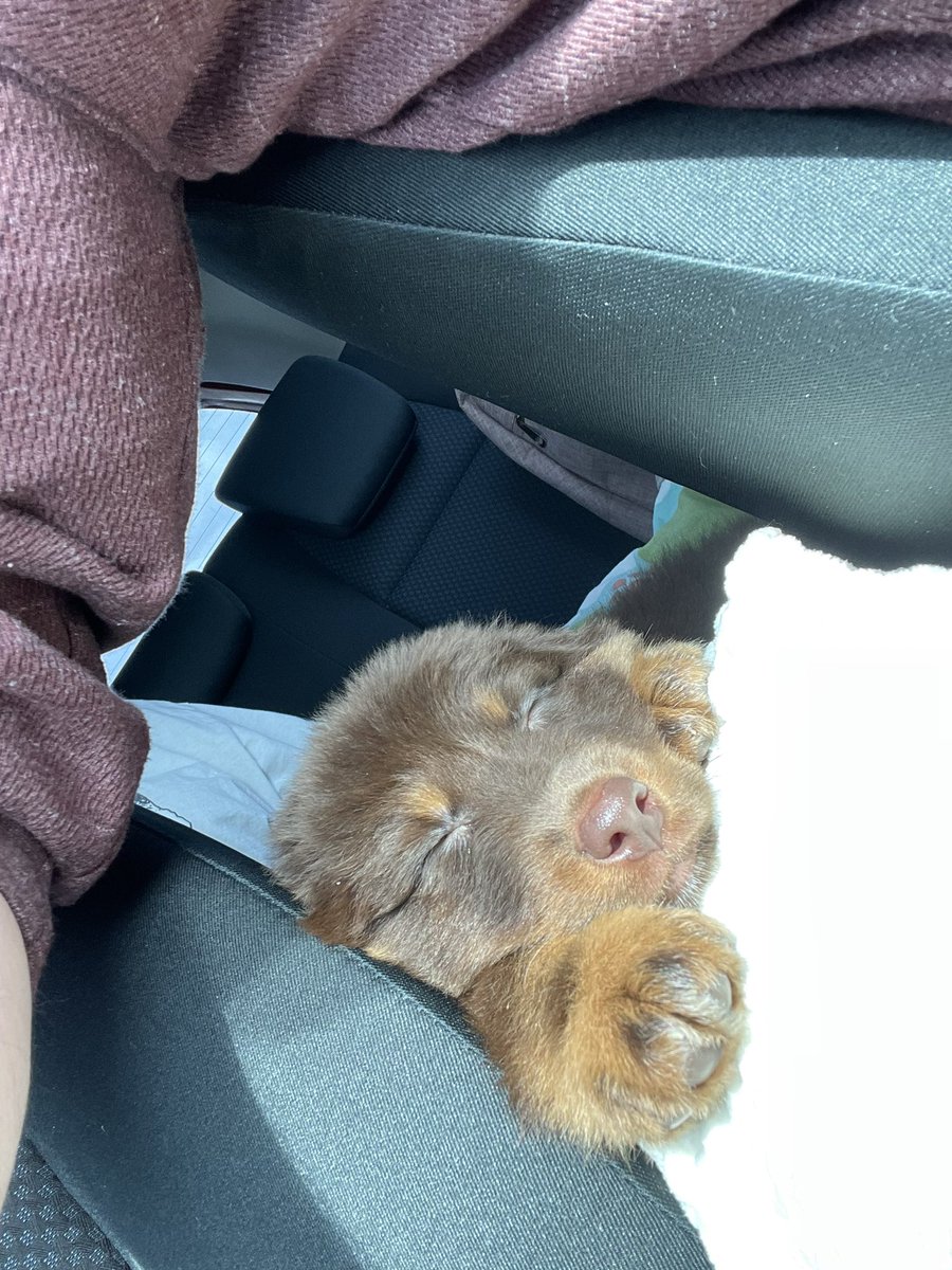 FanboyClay's tweet photo. I would already do anything to protect this good boy. #Imafather #NewPuppyParent #Goodboy #Furbaby https://t.co/cggO8pCIIq
