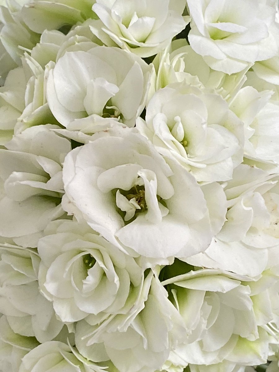 魔法使いサリー V Twitter カランコエ満開です 花言葉 永遠に続く愛 沢山の小さな思い出 おおらかな心 忍耐力 幸福を告げる あなたを守る 311検索はチカラになる ヤフーline Tlを花でいっぱいにしよう