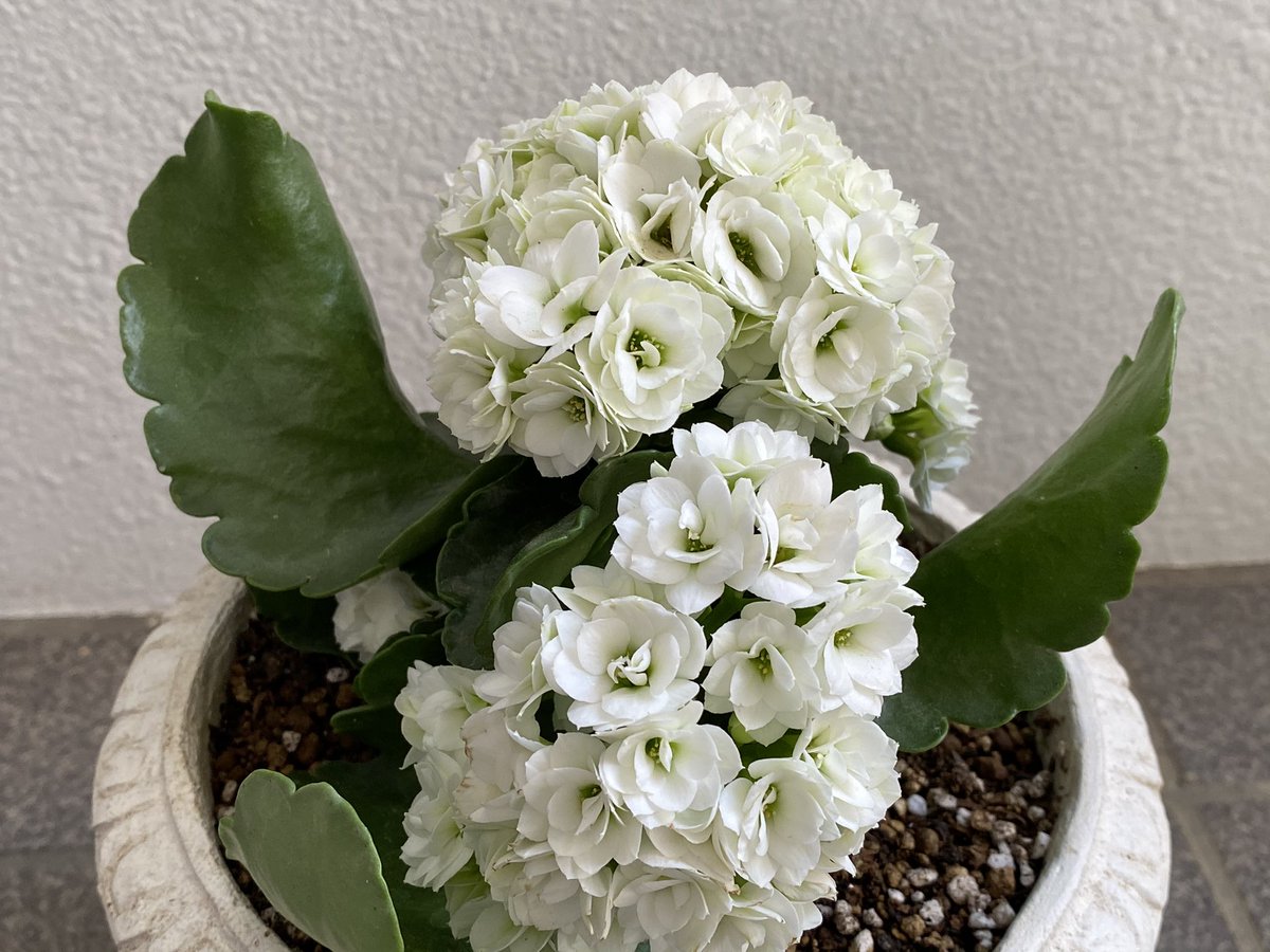 魔法使いサリー S Tweet カランコエ満開です 花言葉 永遠に続く愛 沢山の小さな思い出 おおらかな心 忍耐力 幸福を告げる あなたを守る 311検索はチカラになる ヤフーline Tlを花でいっぱいにしよう Trendsmap 魔法使いサリー S Tweet カランコエ満開です 花言葉 永遠に続く愛 沢山の小さな思い出 おおらかな心 忍耐力 幸福を告げる あなたを守る 311検索はチカラになる ヤフーline Tlを花でいっぱいにしよう Trendsmap