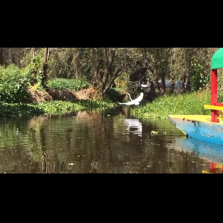 Reintegraryrev1's tweet photo. Un poco de nuestro rcorrido por #Xochimilco - Ciudad de México 🌳🇲🇽
¡Visita el link y Suscribete al canal para más contenido! https://t.co/NzL7fktDtP
#ReIntegraryReVivir #YouTube #recorrido #turismo #relax #viaje #mexico https://t.co/kE4sH8q7IN