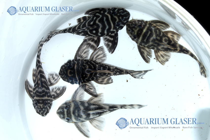 aquariumglaser's tweet photo. #Hypancistrus sp. „#Nhamunda“ #L475
find more details and pics @ https://t.co/kgExUnuDLM https://t.co/NDtkoQDyrs