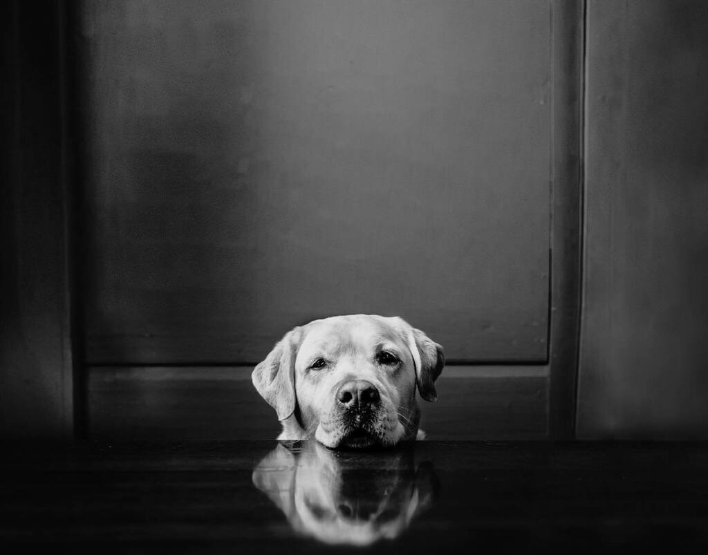 52frames's tweet photo. 💫Dawn Laughlin submitted this sweet shot titled “Reflections” for this weeks #52frames_negativespace album. Great work @dlaughlin.6768 👏👏👏
🌟Week 10/2021
🌟Theme: Negative Space
🌟Selected by @devinschampagne
🌟Check out the entire album at … https://t.co/80K0GGwWzm https://t.co/JLxfHociad