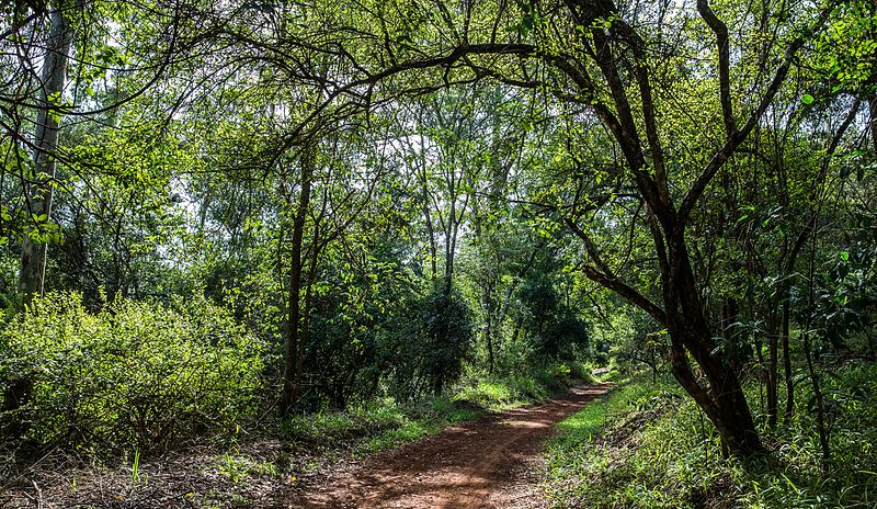 Environment_Ke's tweet photo. SDG 15 aims to protect, restore & promote sustainable use of terrestrial ecosystems, sustainably manage forests, combat desertification & halt and reverse land degradation and biodiversity loss #InternationalDayOfForests #ForestRecoveryForWellbeing #TreesForBetterLives https://t.co/BfCLo82GsY