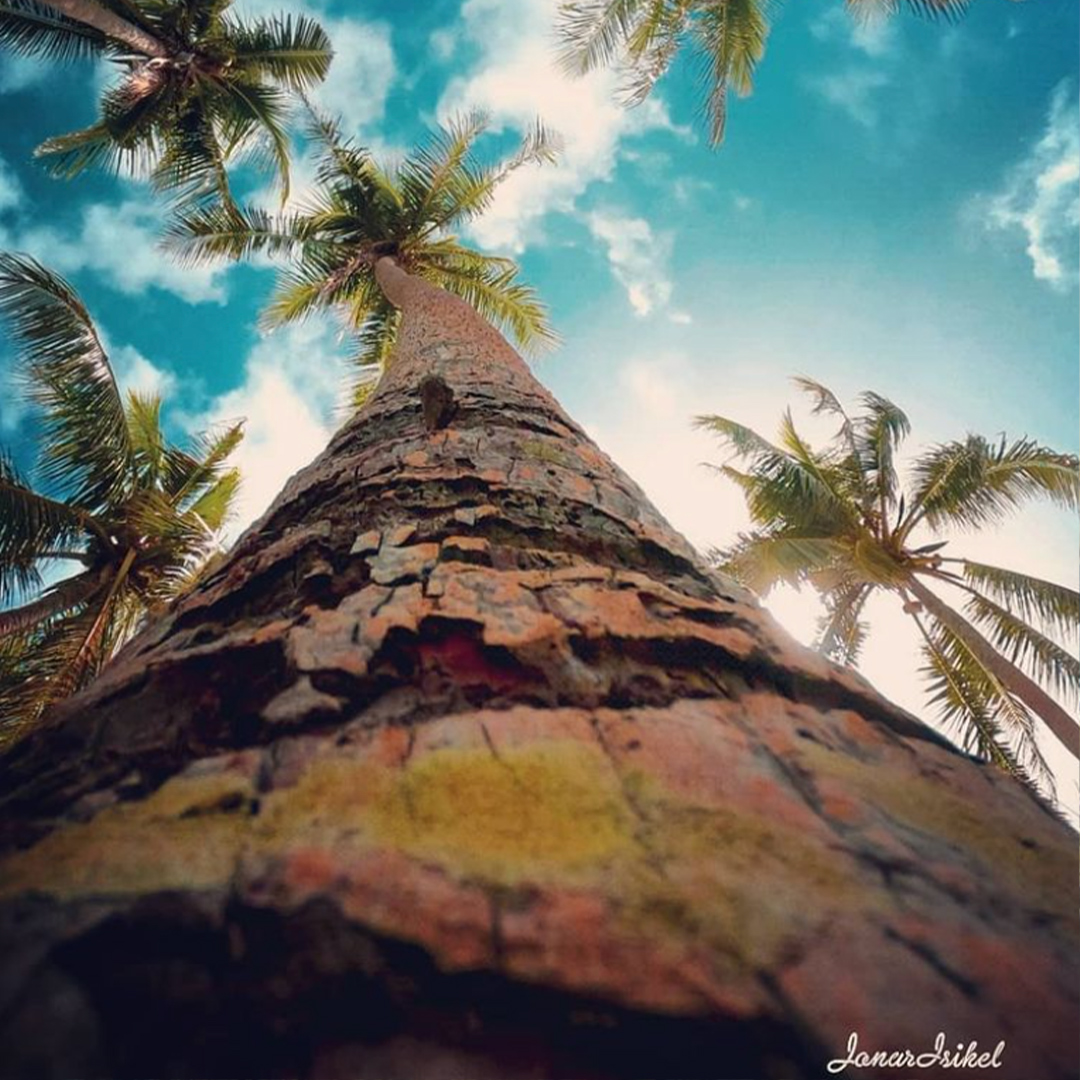 g_fridriksson's tweet photo. Look up… there’s a whole other world up there. 🌴 @mr.xtrovert (IG) https://t.co/uSUp8XFZJ6