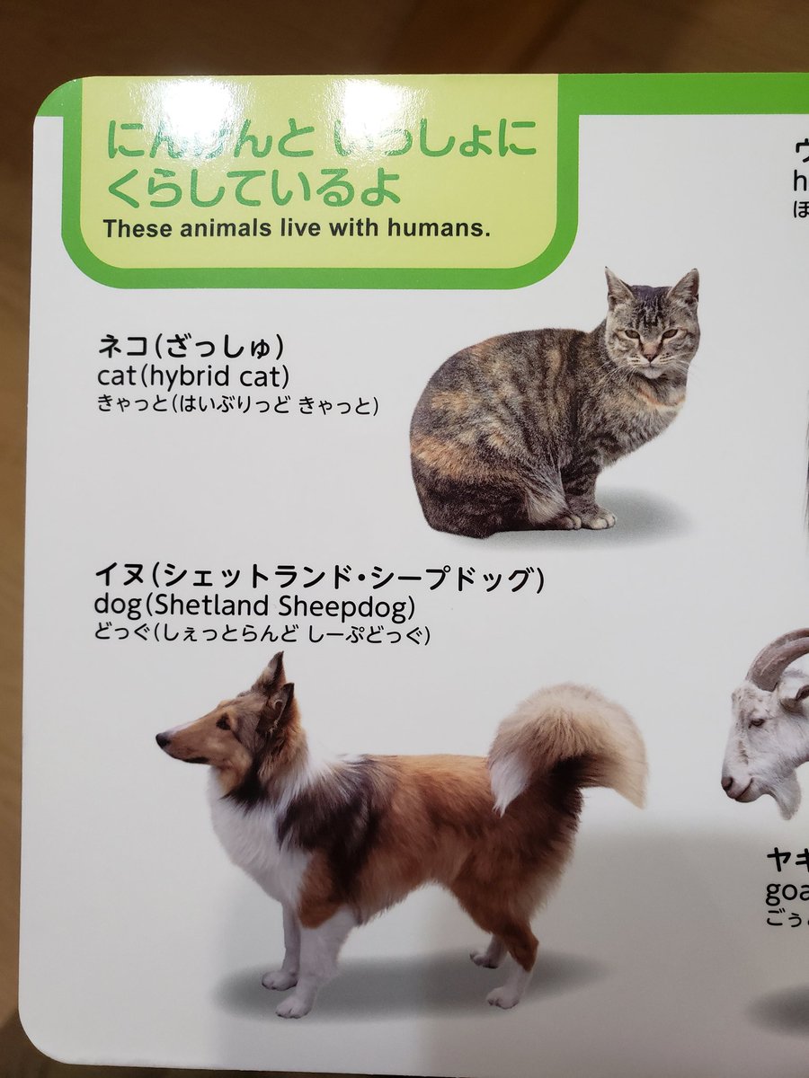 ミックス 雑種 英語