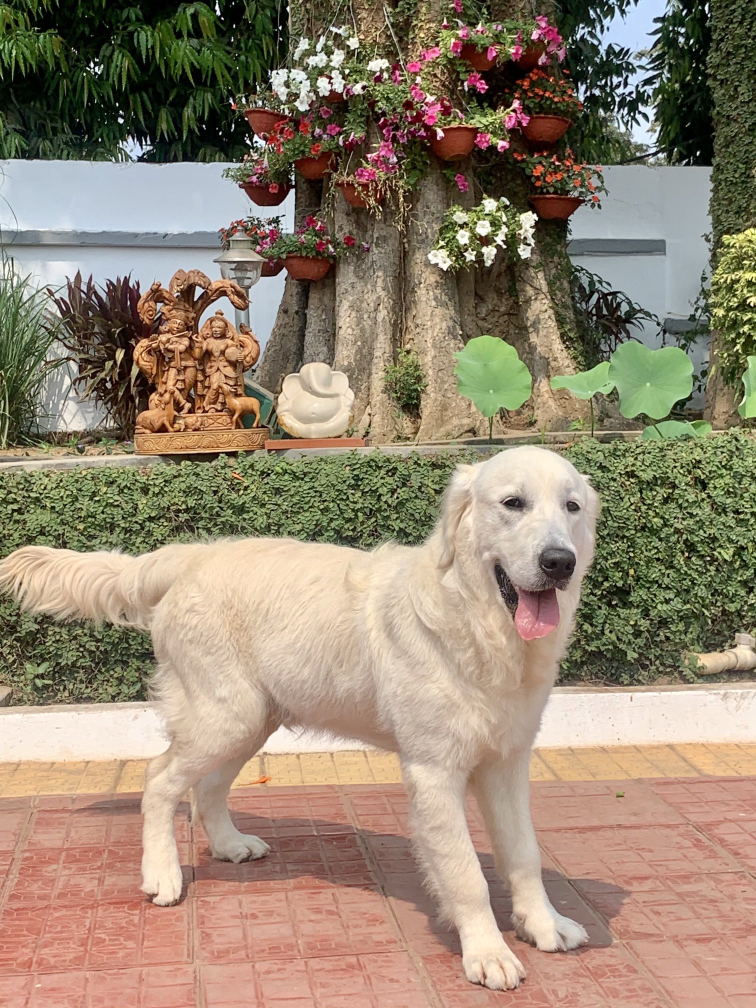 Hyperactive golden retriever 2025