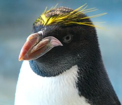 withUsoobin's tweet photo. @TXT_bighit Penguin https://t.co/JoQxWSBVhL