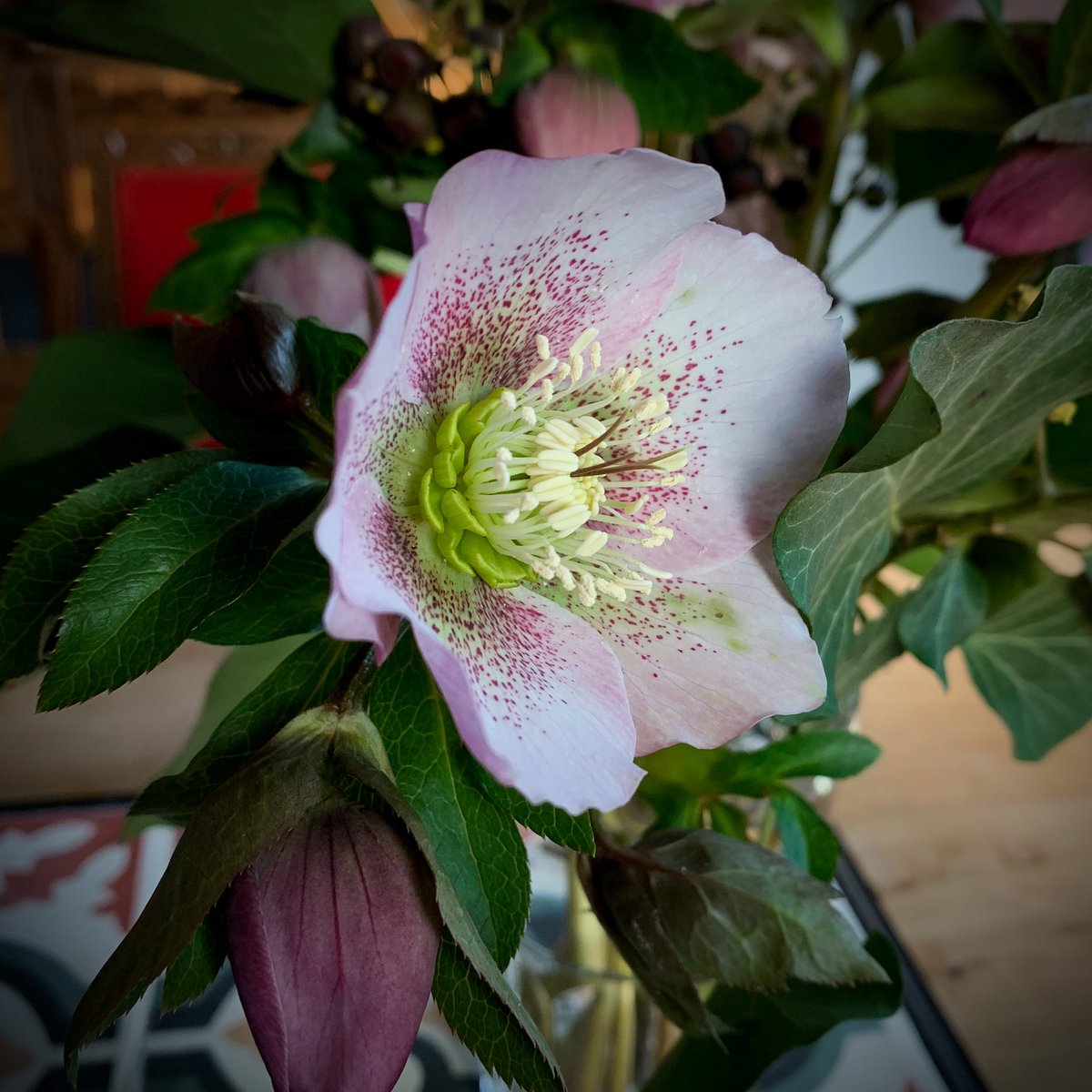 _AnnaSchmidt's tweet photo. #blumengrüsse #farbefürgrauetage  ... einen schönen Donnerstag! 😃 #gutelaune https://t.co/lclf98y8cl