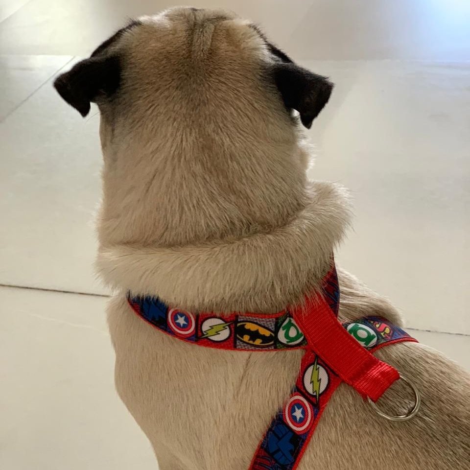 CleopatraDiana3's tweet photo. Giggles turning his back and showing off his Super hero harness is our  throwback Thursday post 
.
For details on all our products ping us on +91 9619601144 or drop by https://t.co/WcFx85Z13I
.
#petparents #puppy #pug #pets #harness #pugs #collars #thursday #throwbackthursday https://t.co/D9SMlSkI3e