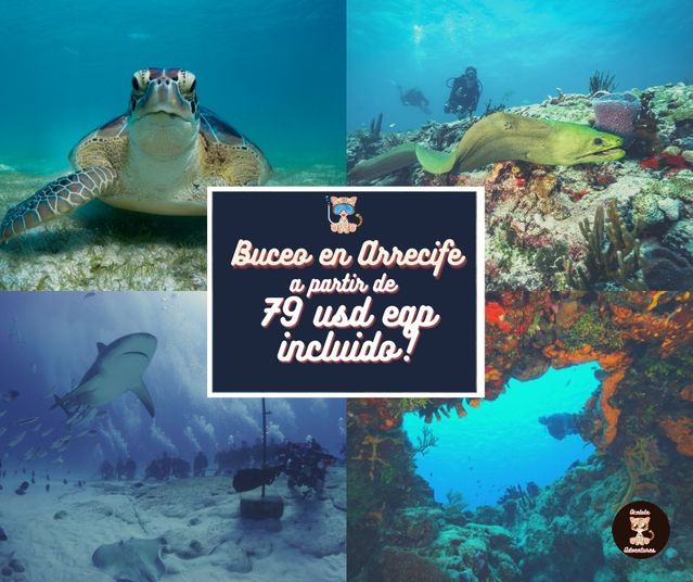 OceloteAdventur's tweet photo. Bucea por 79usd con equipo incluido en el caribe mexicano. #oceloteadventures #dondenacelaaventura #dreamit #visitit #visitalo #sueñalo #visitmexico #travel #allyouneedistravel #newplaces #newexperiences #mexicancaribbean #diving https://t.co/P7D9Xv6Wph
