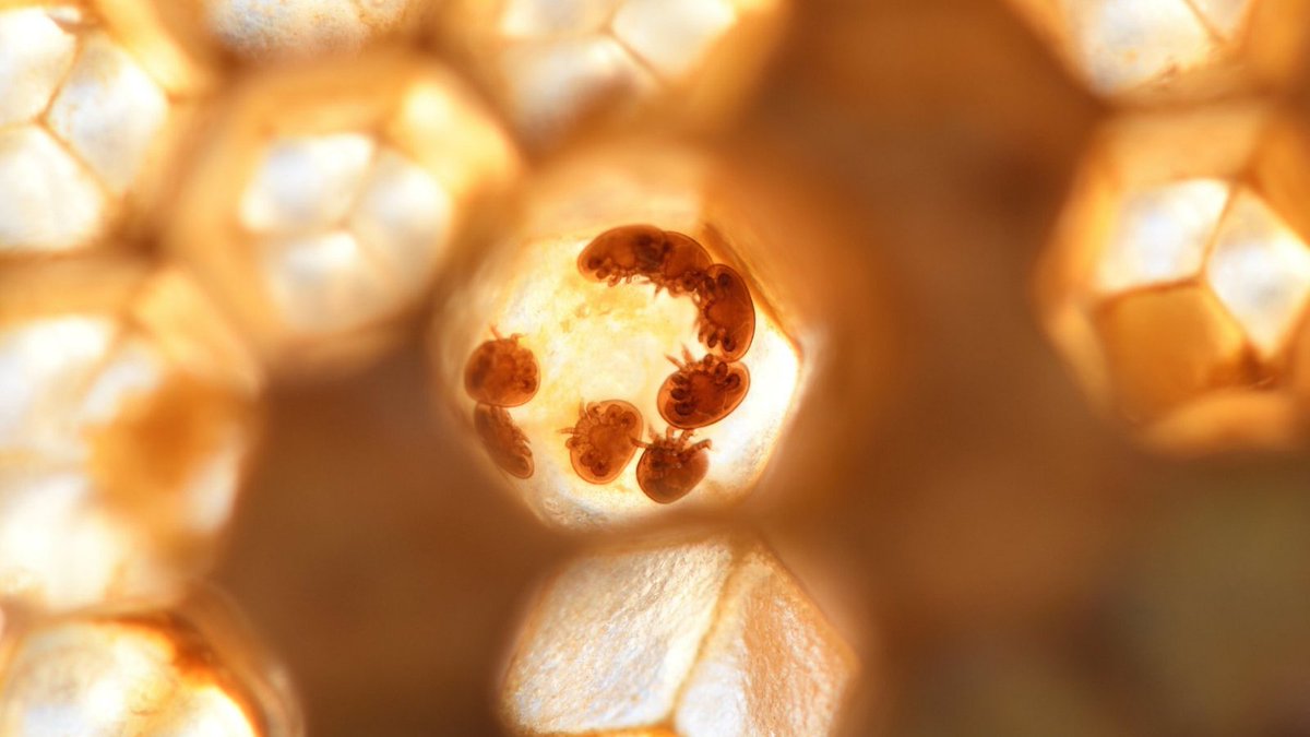 🐝 To prevent our dear beekeepers from endangering their colonies, we have created a guide, especially on the VARROA. It is totally free. 🙌
👁 Would you like to have a look at it? buff.ly/30tV9g2

#varroa
#beekeeping 
#bees