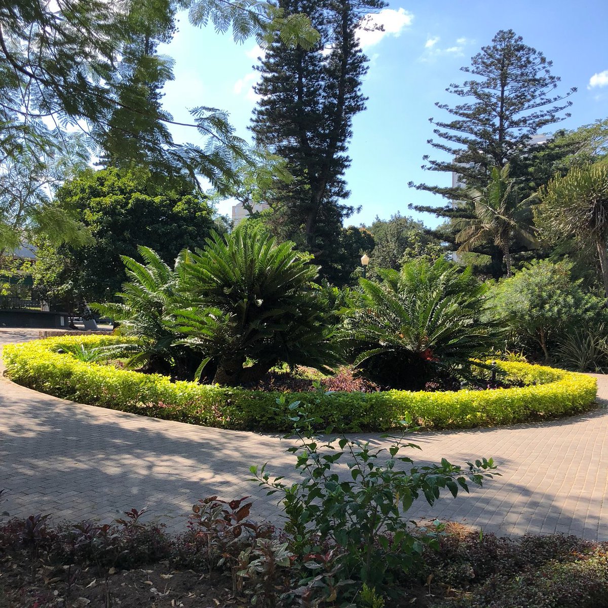 This evening's site is the Tunduru Botanical Gardens in Maputo, Mozambique which were designed in 1885. There's a green house and also tennis courts which are owned by the Mozambique Tennis Federation.