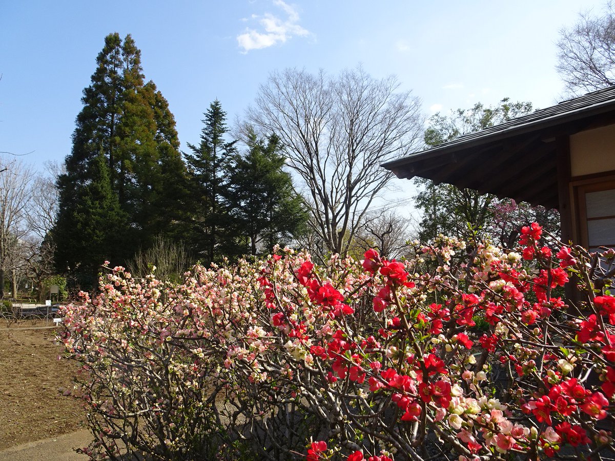 国立歴史民俗博物館 歴博 本日 くらしの植物苑 は無料入苑日です 本日3月14日 日 は くらしの植物苑に無料でご入苑いただけます なお 博物館 は 通常通り料金が必要ですので ご了承ください くらしの植物苑 T Co Mrohdjnbzy