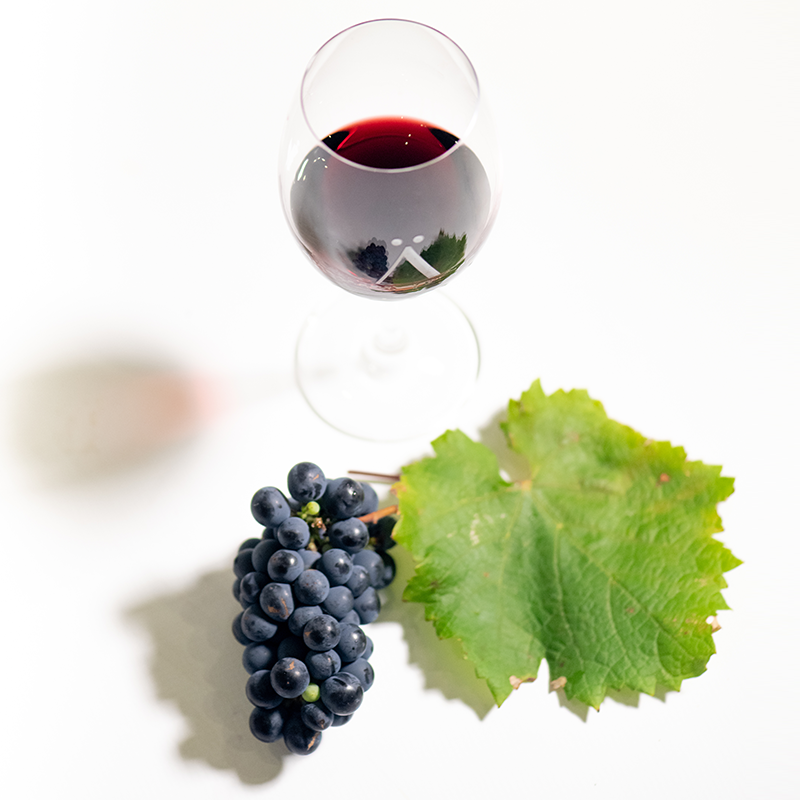 Picking the small and compact bunches of Carménère grapes each year; then seeing the intense rich colour of their juice poured out; all adds to the pure pleasure of harvest.

#LozarnHarvest #Harvest2021 #Carmenere #CarmenereSouthAfrica #CarmenereLozarn #CarmenereSA #AtHomewit ...