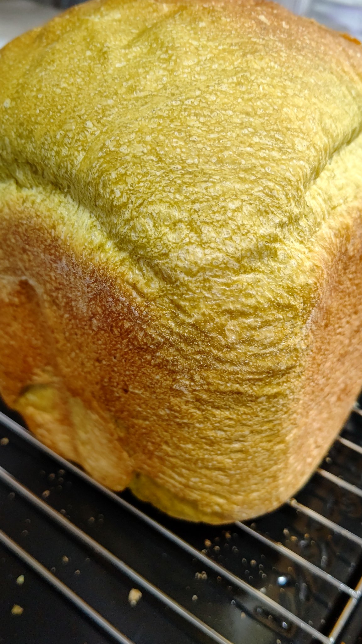 ととろ カップケーキ風抹茶パン とのこはチェック係ね 犬 フレンチブルドッグ フレブル とのこ 抹茶パン カップケーキ風 T Co Sftwk1kp9c Twitter