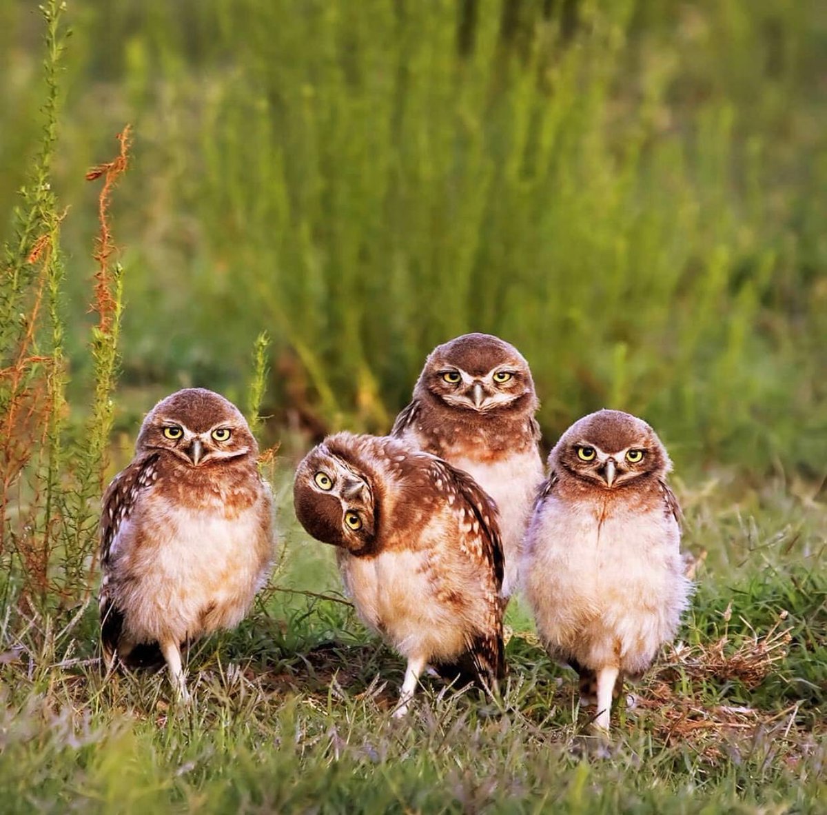 Сорока л. Четыре смело. Четверо смелых конкурс логотип. "четверо смелых". Книга четверо смелых.