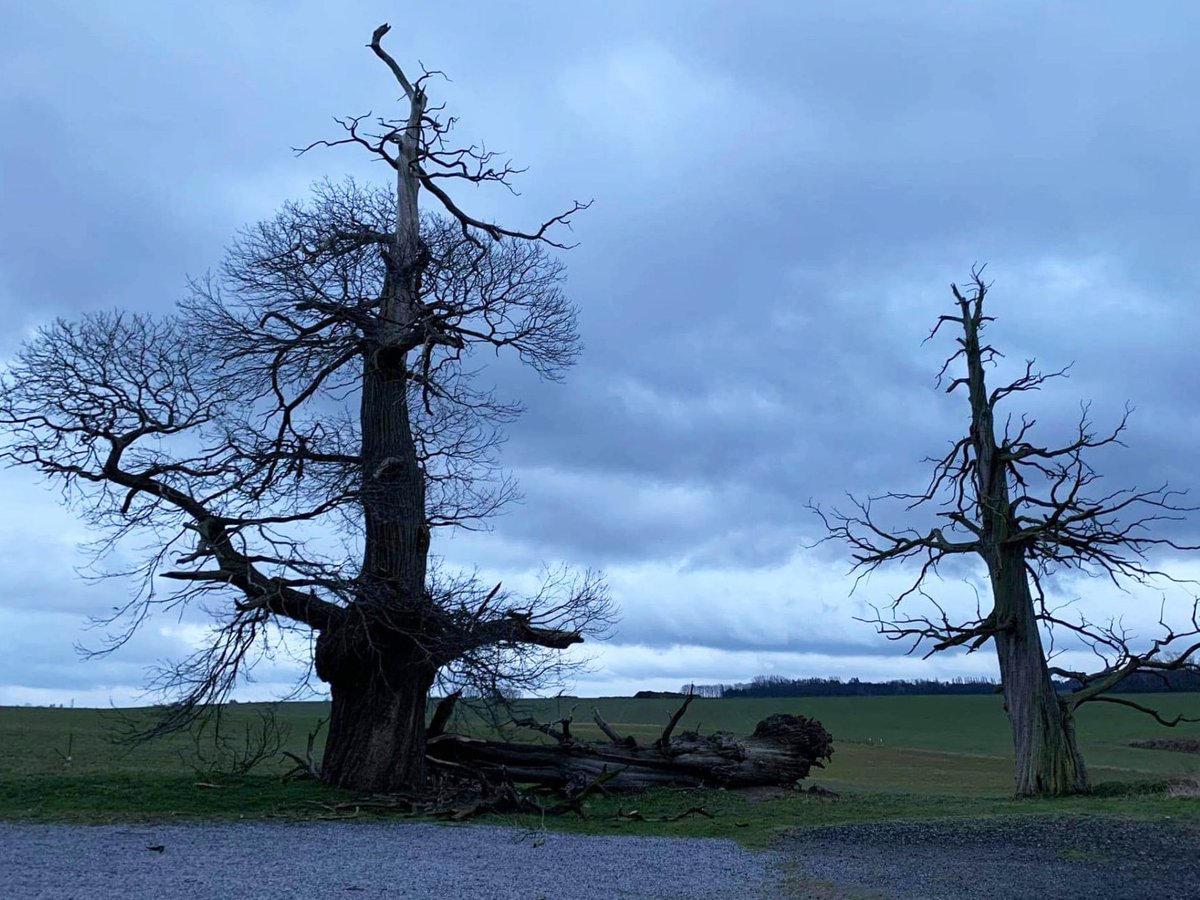 1815Memorial's tweet image. HOUGOUMONT -Un des 3 châtaigniers de plus de 300 ans de la ferme, nos sentinelles, les derniers témoins de la bataille du 18 juin à la ferme est tombé cette nuit.
Nous sommes dévastés d’avoir vu tomber notre compagnon.
⛔️Accès formellement interdit sur zone surveillance caméra⛔️