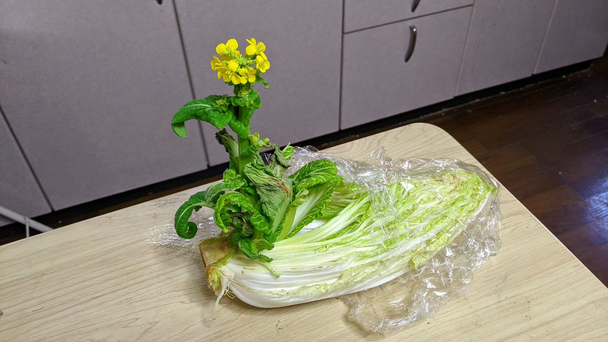 Pha 白菜の花が咲いた 春を感じる T Co U74rnoyffh Twitter