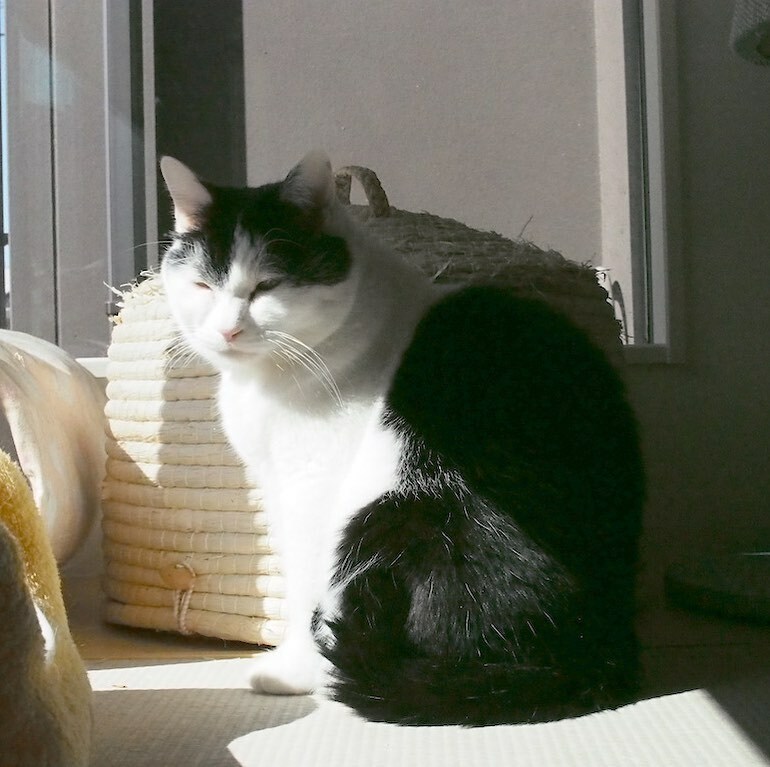 くつろぎ猫カフェnorara 今日の日光浴計画について慎重に考える 銀太郎 猫 ねこ ネコ にゃんすたぐらむ ブチ猫 ぶち猫 おじいちゃん猫 日向ぼっこ猫 保護猫カフェ 猫カフェ 大垣猫カフェ Neko Cat Catstagram Catlife Catcafe Japan くつろぎ猫カフェnorara 今日の日光浴計画について慎重に考える 銀太郎 猫 ねこ ネコ にゃんすたぐらむ ブチ猫 ぶち猫 おじいちゃん猫 日向ぼっこ猫 保護猫カフェ 猫カフェ 大垣猫カフェ Neko Cat Catstagram Catlife Catcafe Japan