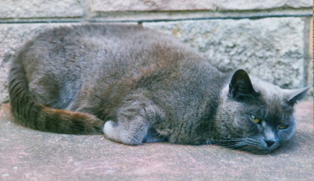 JessFudge20's tweet photo. #ThrowbackThursday 2 / 2
And.....#MeggieMooπ who lived with Bessie & used to dribble all ovfurr Dad πΉπΎ #CatsOfTwitter https://t.co/uN5DrwnKpz