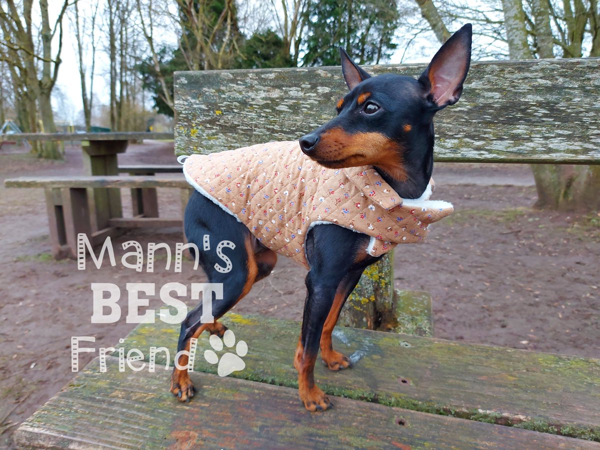 mannsbestfrien3's tweet photo. Good morning #EarlyBiz, check out Olive in her super cute coat. Available is small and extra small. All coats made to order #dogcoat #doggyapparel #dogfashion #dogclothing #englishtoyterrier https://t.co/fBUVmyUmdb