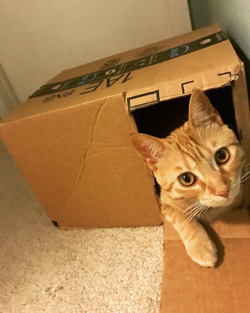 Chandansahoo378's tweet image. &quot;I #PledgeToReuse♻️&quot; and make a shelter for my cat.
@amazonIN