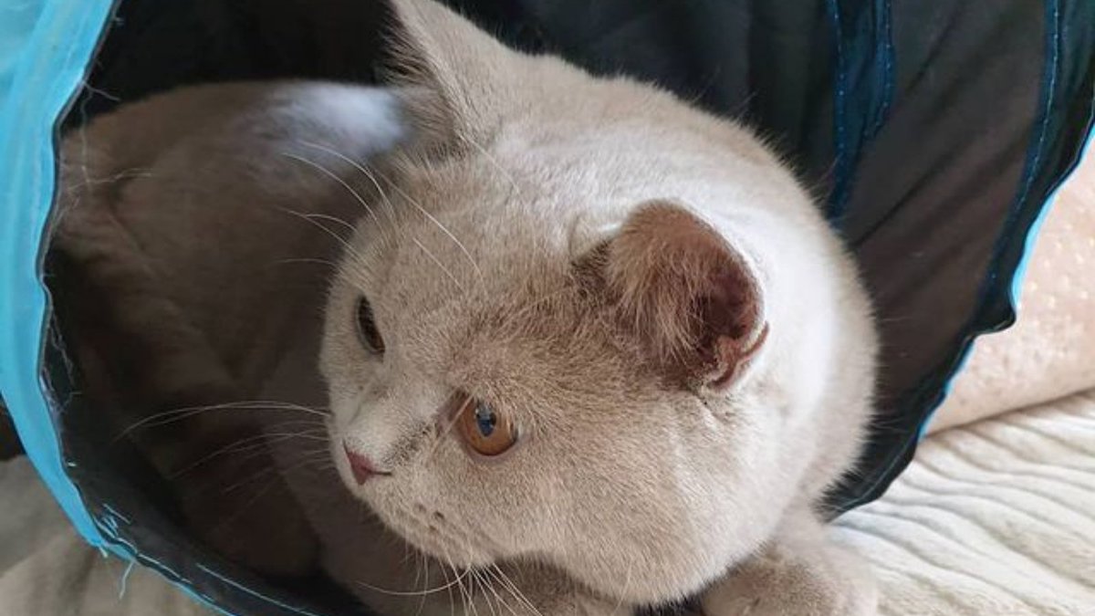 StyHut's tweet image. #cat #cats #kitty #kitten #kittens