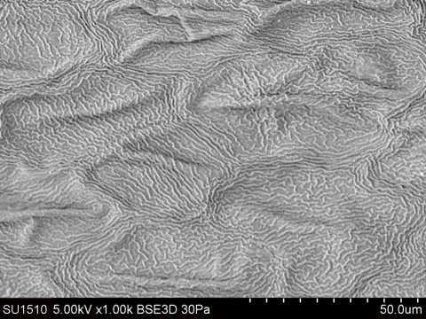 Hitachi_EM's tweet image. Happy National Plant a Flower Day !
(March 12th)
#ElectronMicroscope #electronmicroscopy #NationalPlantAFlowerDay

SEM of Hydrangea petal (hydrated and uncoated) with and without cooling