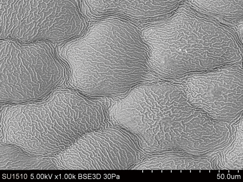 Hitachi_EM's tweet image. Happy National Plant a Flower Day !
(March 12th)
#ElectronMicroscope #electronmicroscopy #NationalPlantAFlowerDay

SEM of Hydrangea petal (hydrated and uncoated) with and without cooling