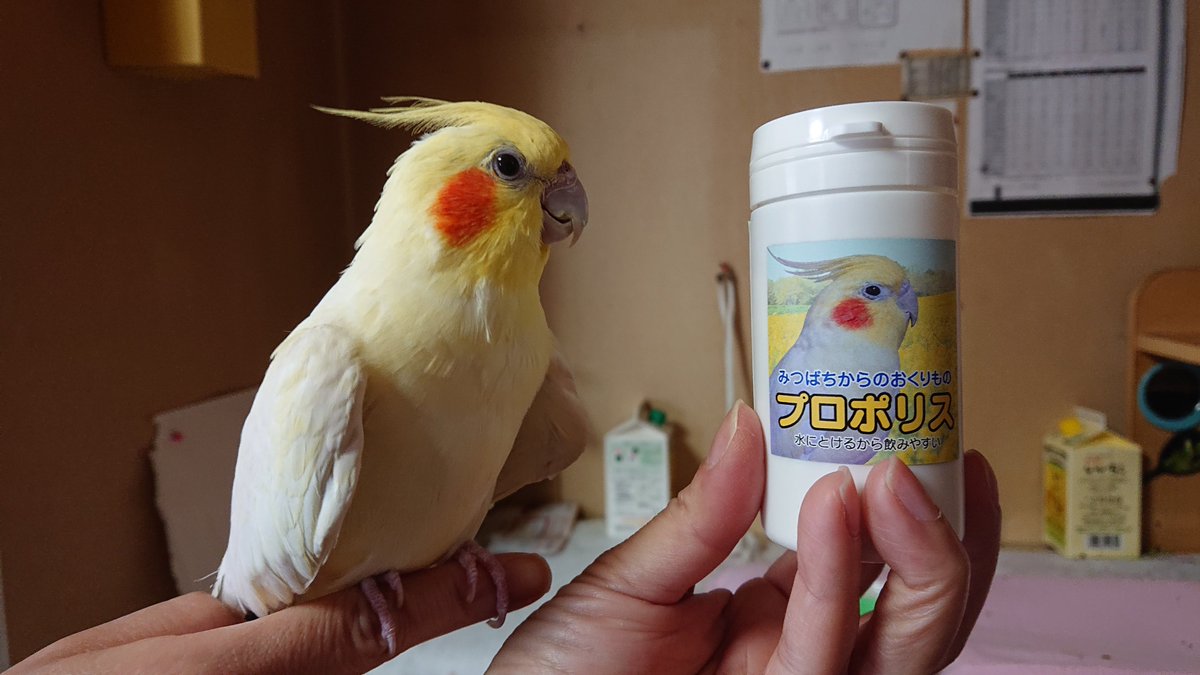 いいちこインコの飼い主 花沢りん吉 そうそう 先日 長年お世話になっているアルビレオさんのプロポリスとロイヤルゼリーが届きました Mixi時代からのオカメ友も すっかり少なくなってしまいましたね いいちこインコさんが25歳 アルビレオさんの看板