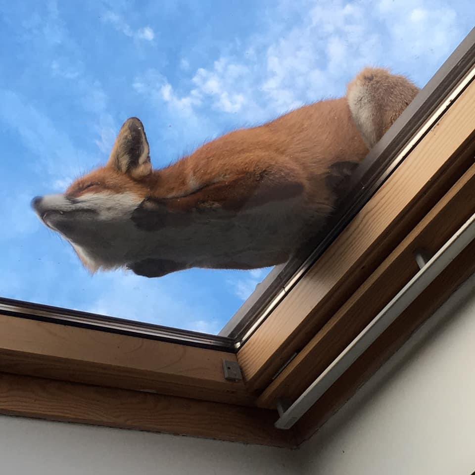 Fox sleeping on sky light