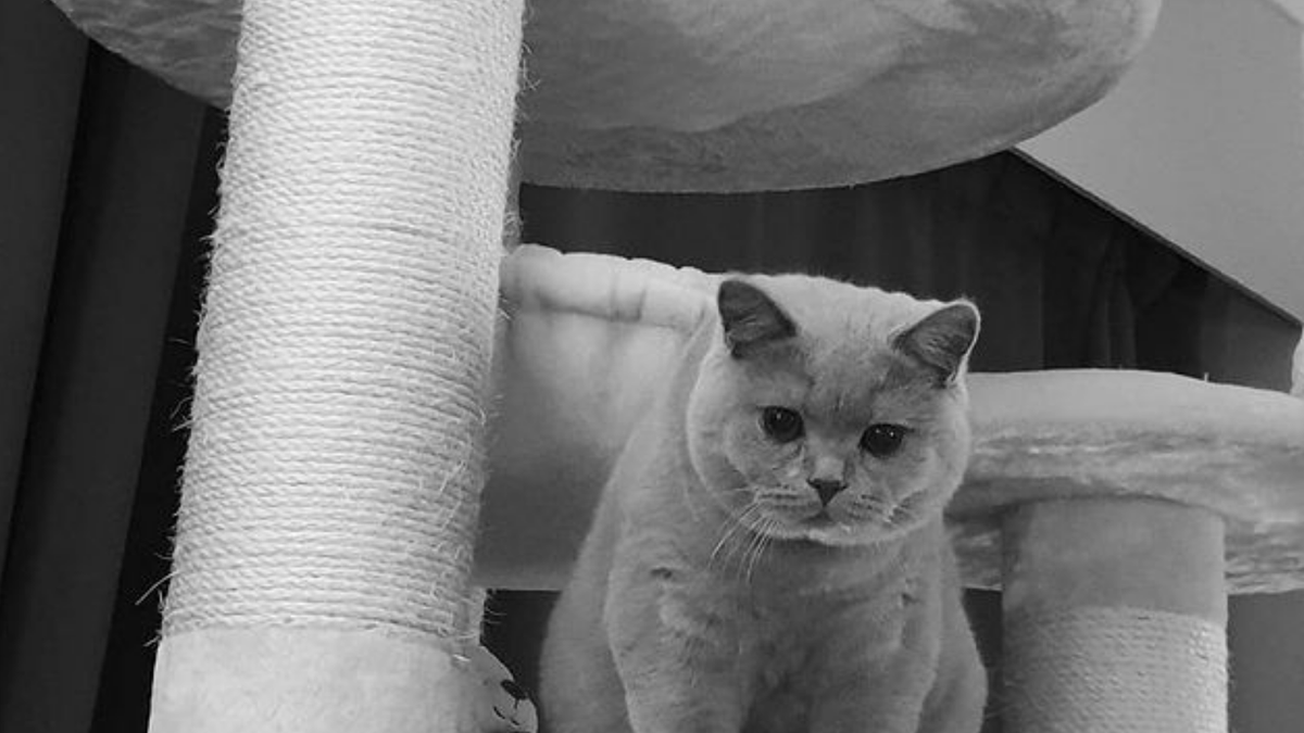 StyHut's tweet image. #cat #cats #kitty #kitten #kittens