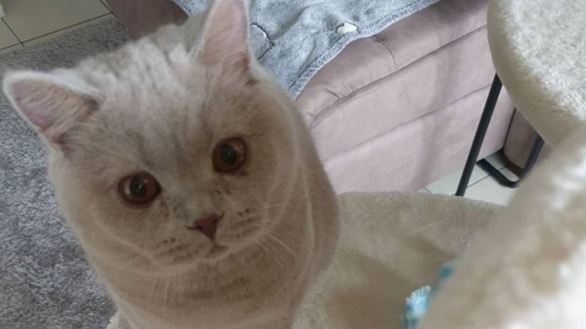 StyHut's tweet image. #cat #cats #kitty #kitten #kittens