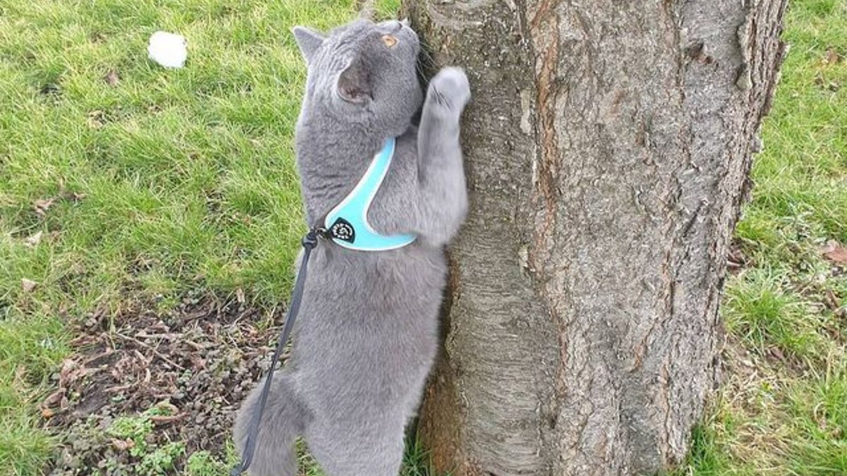 StyHut's tweet image. #cat #cats #kitty #kitten #kittens